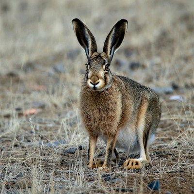 Jackrabbit standing in dry grass