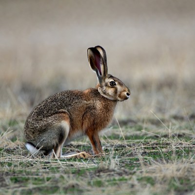 Brown hare sitting in grass