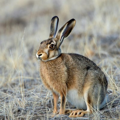 Brown hare sitting in dry grass