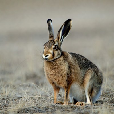 Jackrabbit standing in dry grass