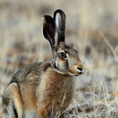 Jackrabbit standing in dry grass