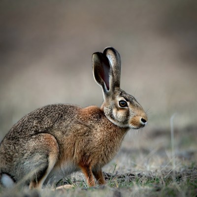 Brown hare standing in grass
