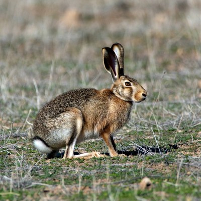 Jackrabbit standing in dry grass
