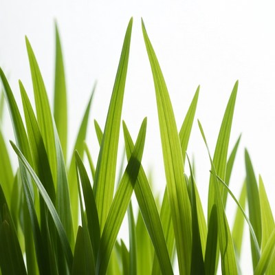 Fresh green grass blades