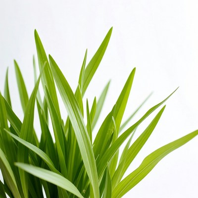 Green grass blades on white background