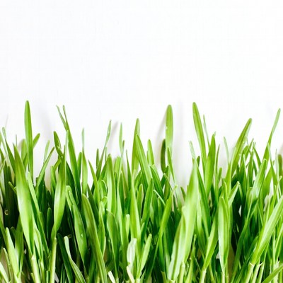 Fresh green grass on white background