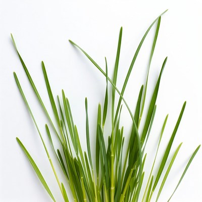 Fresh green grass blades