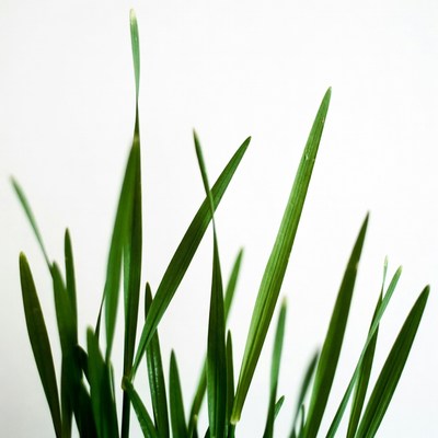 Fresh green grass blades