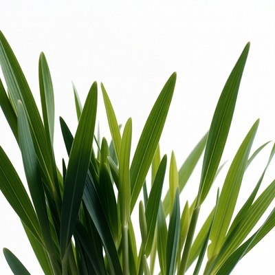 Green grass leaves on white background