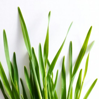 Fresh green grass blades