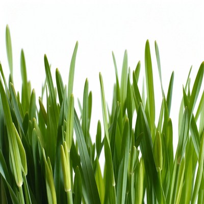 Fresh green grass blades on white