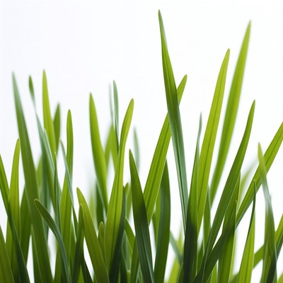 Fresh green grass blades