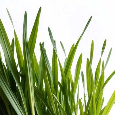 Fresh green grass blades isolated