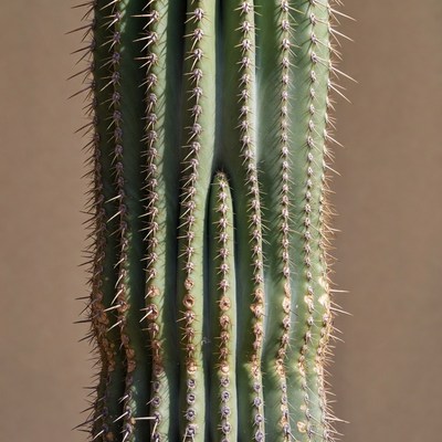 Tall Saguaro Cactus with Spines