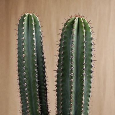 Two Tall Cacti on Wooden Background