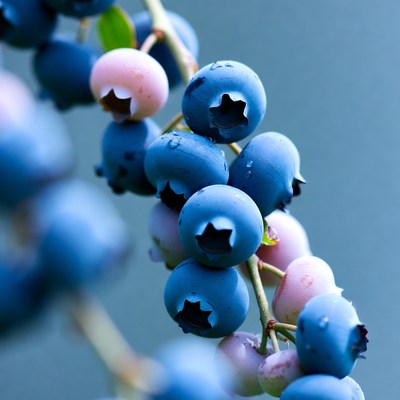 Fresh blueberries on branch