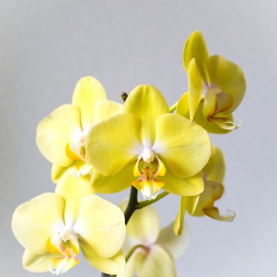 Yellow Phalaenopsis Orchids on Gray Background