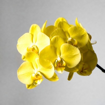 Yellow Phalaenopsis Orchids on Gray Background