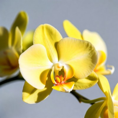Yellow Orchid Flower Closeup