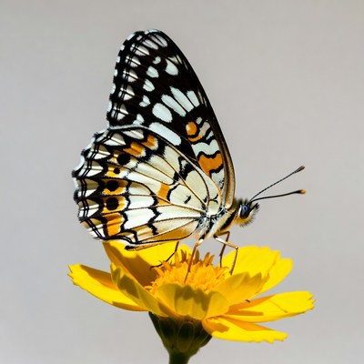 Orange Butterfly on Yellow Flower