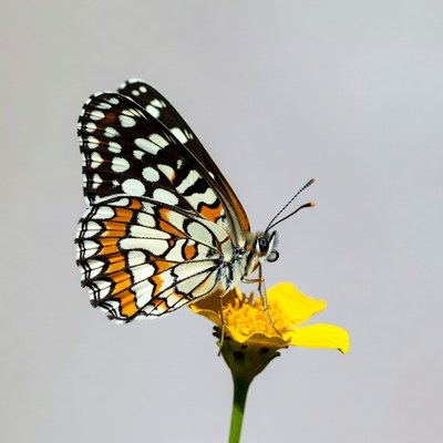 Orange-spotted Butterfly on Yellow Flower