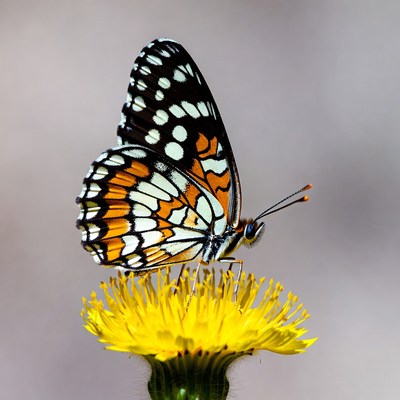 Orange Butterfly on Yellow Flower