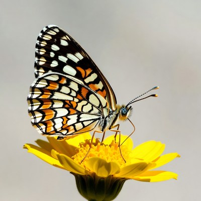 Orange Checkered Butterfly on Yellow Flower