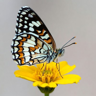 Butterfly on yellow flower