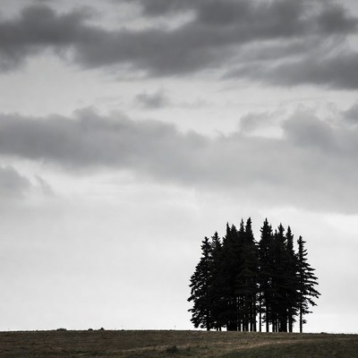 Cluster of pine trees under stormy sky