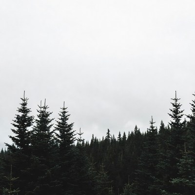 Silhouetted Pine Trees in Foggy Forest