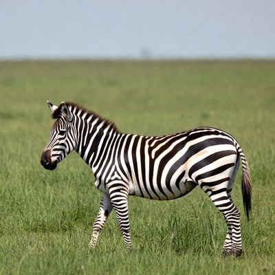Zebra standing in green grass