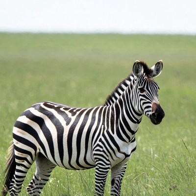 Zebra standing in grass