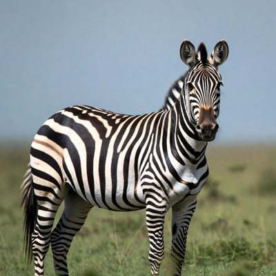 Zebra standing in grass