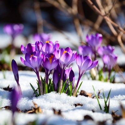 Purple crocuses blooming in snow
