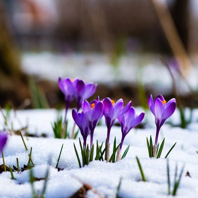 Purple crocuses blooming in snow