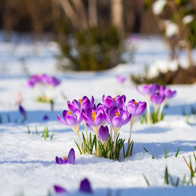 Purple crocuses blooming in snow