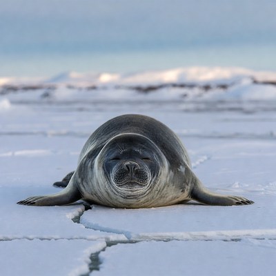 Harbor seal resting on ice