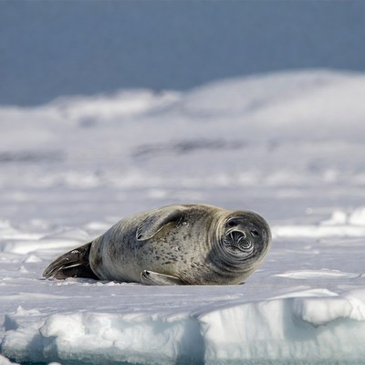 Harbor seal on ice