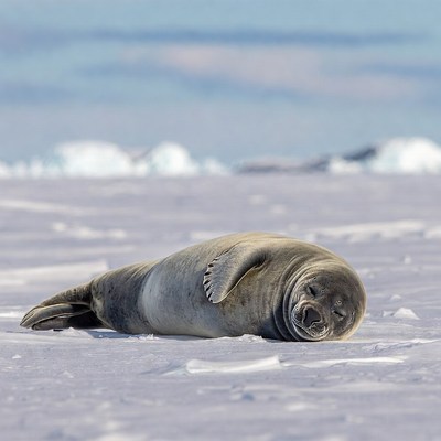 Sleeping seal on ice