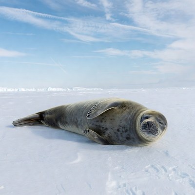 Harbor seal resting on ice
