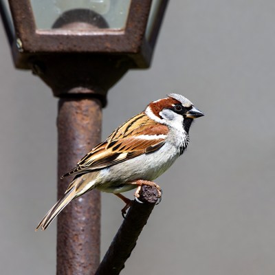 House Sparrow Perched on Street Lamp