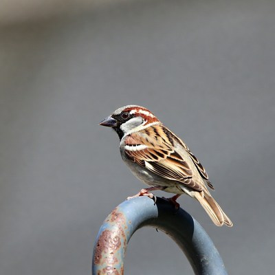 House Sparrow Perched on Rusty Pipe