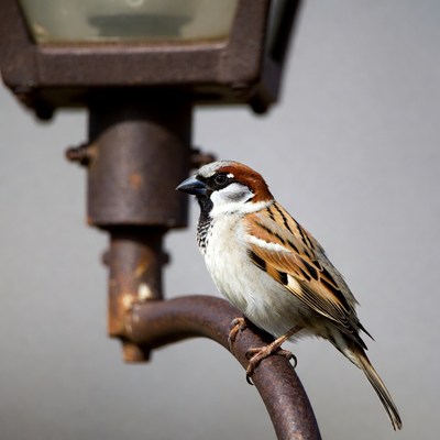 Sparrow perched on rusty street lamp