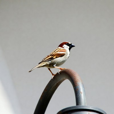 House sparrow perched on rusty pipe