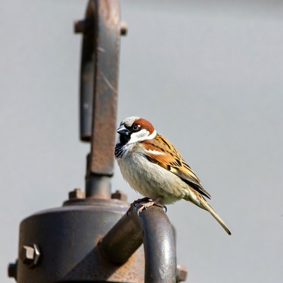 House sparrow perched on rusty pipe