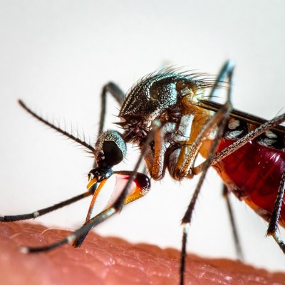Closeup of mosquito on skin