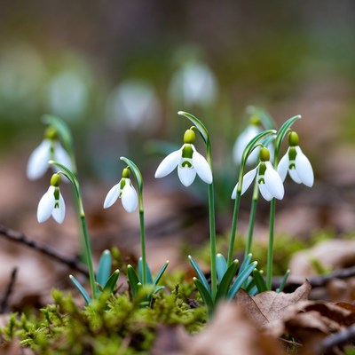 Snowdrops blooming in forest floor