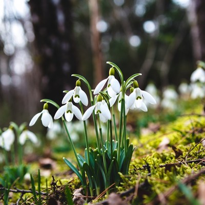 Snowdrops blooming in forest moss