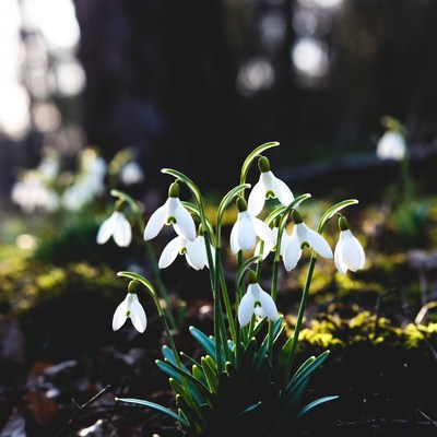 Snowdrops blooming in forest moss