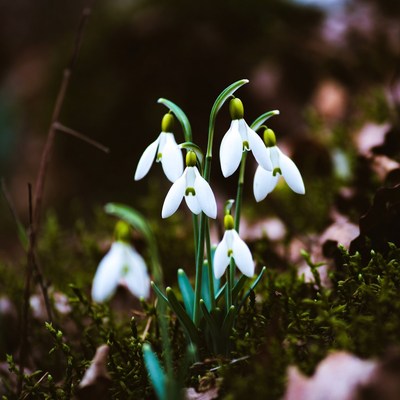 Snowdrop flowers in moss